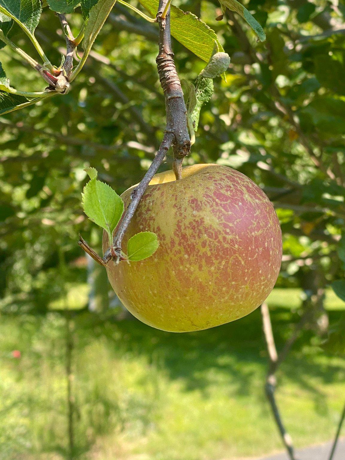 1735 Ashbourne Road Elkins Park, PA 19027 - Photo 80 of 82 a view of a swimming pool