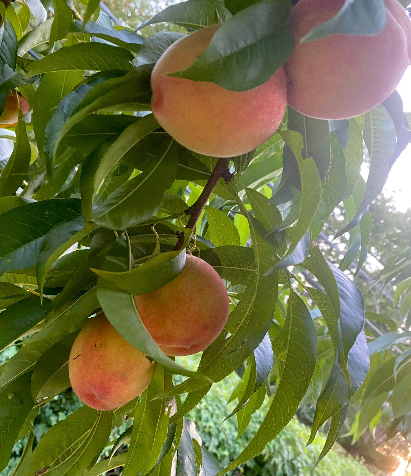 1735 Ashbourne Road Elkins Park, PA 19027 - Photo 81 of 82 Peaches