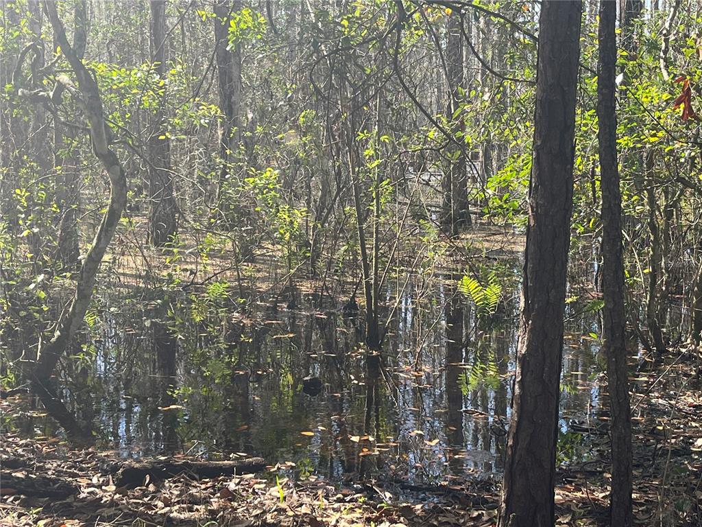 Mt Pleasant Road Groveland, FL 34736 - Photo 8 of 15