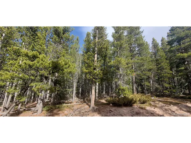 a view of a forest with trees in the background