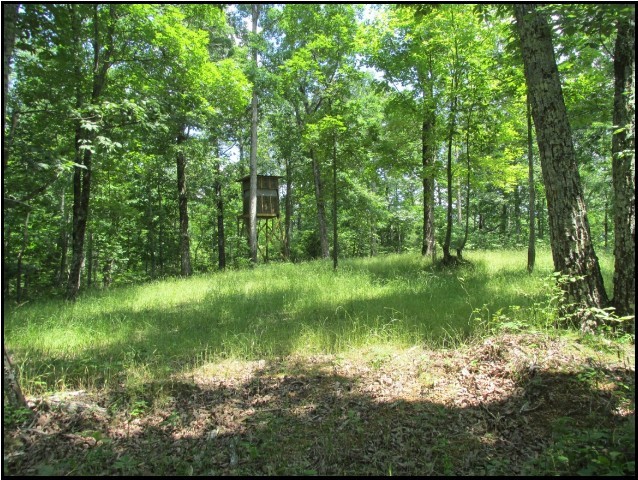 3519 Buck Fork Road Linden, TN 37096 - Photo 1 of 10 Gallery Image 1