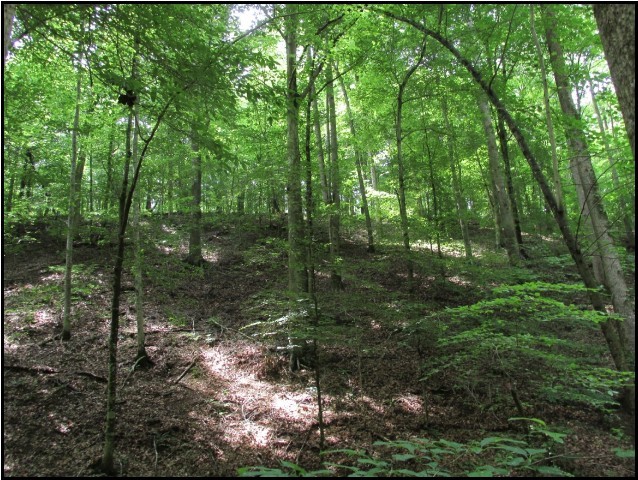 3519 Buck Fork Road Linden, TN 37096 - Photo 3 of 10 Gallery Image 3