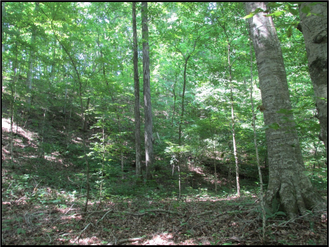 3519 Buck Fork Road Linden, TN 37096 - Photo 8 of 10 Gallery Image 8
