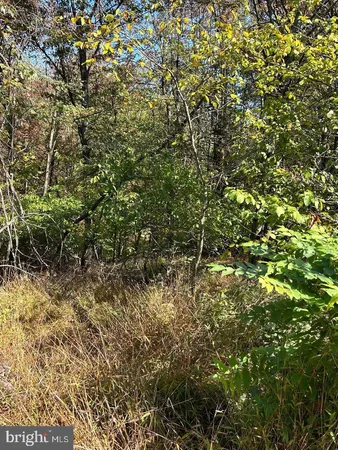 a view of a yard