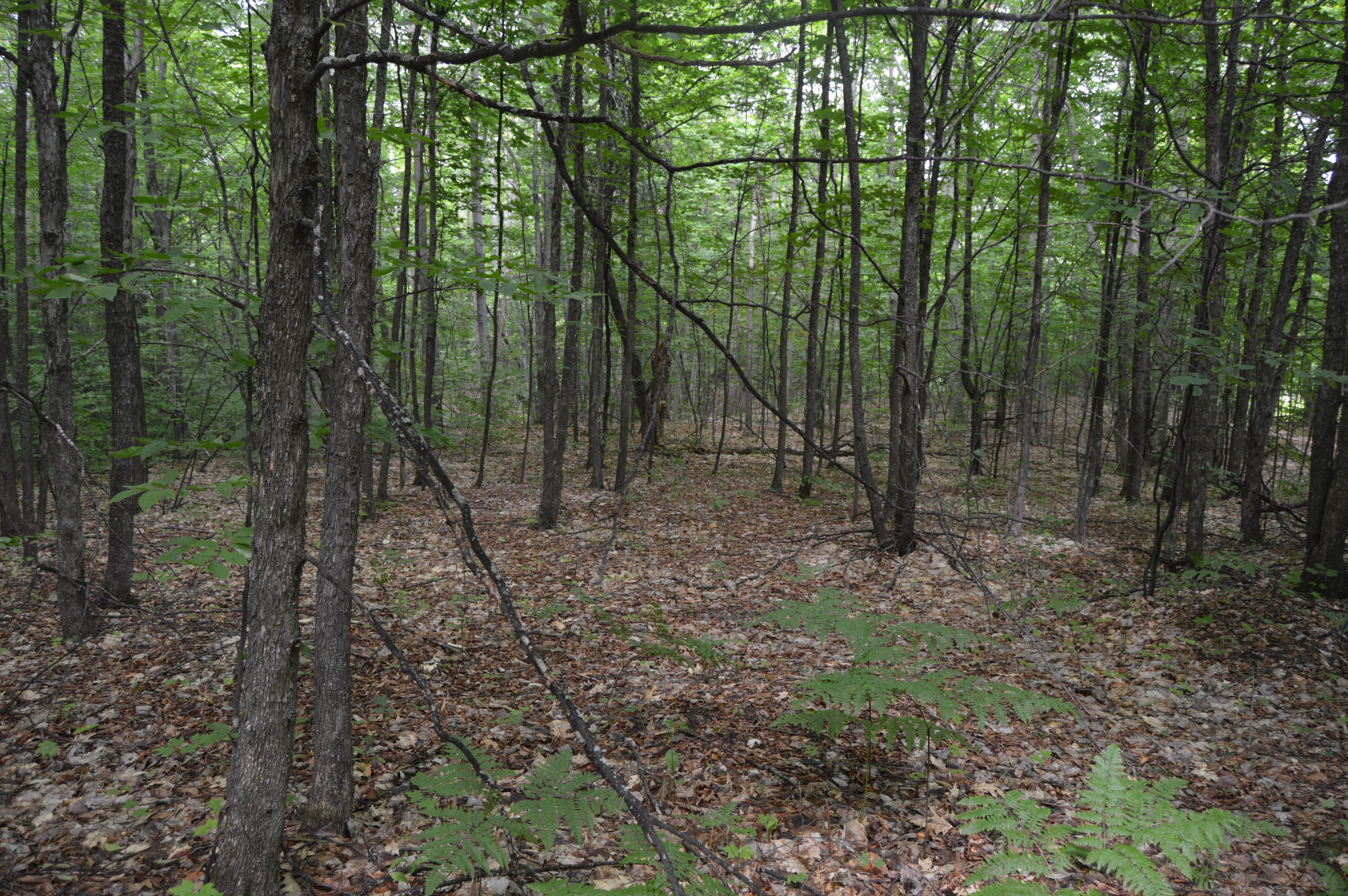 Xxx Adams Road Wolverine, MI 49799 - Photo 5 of 12 Gallery Image 5