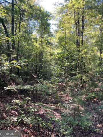a view of a yard with plants and large trees