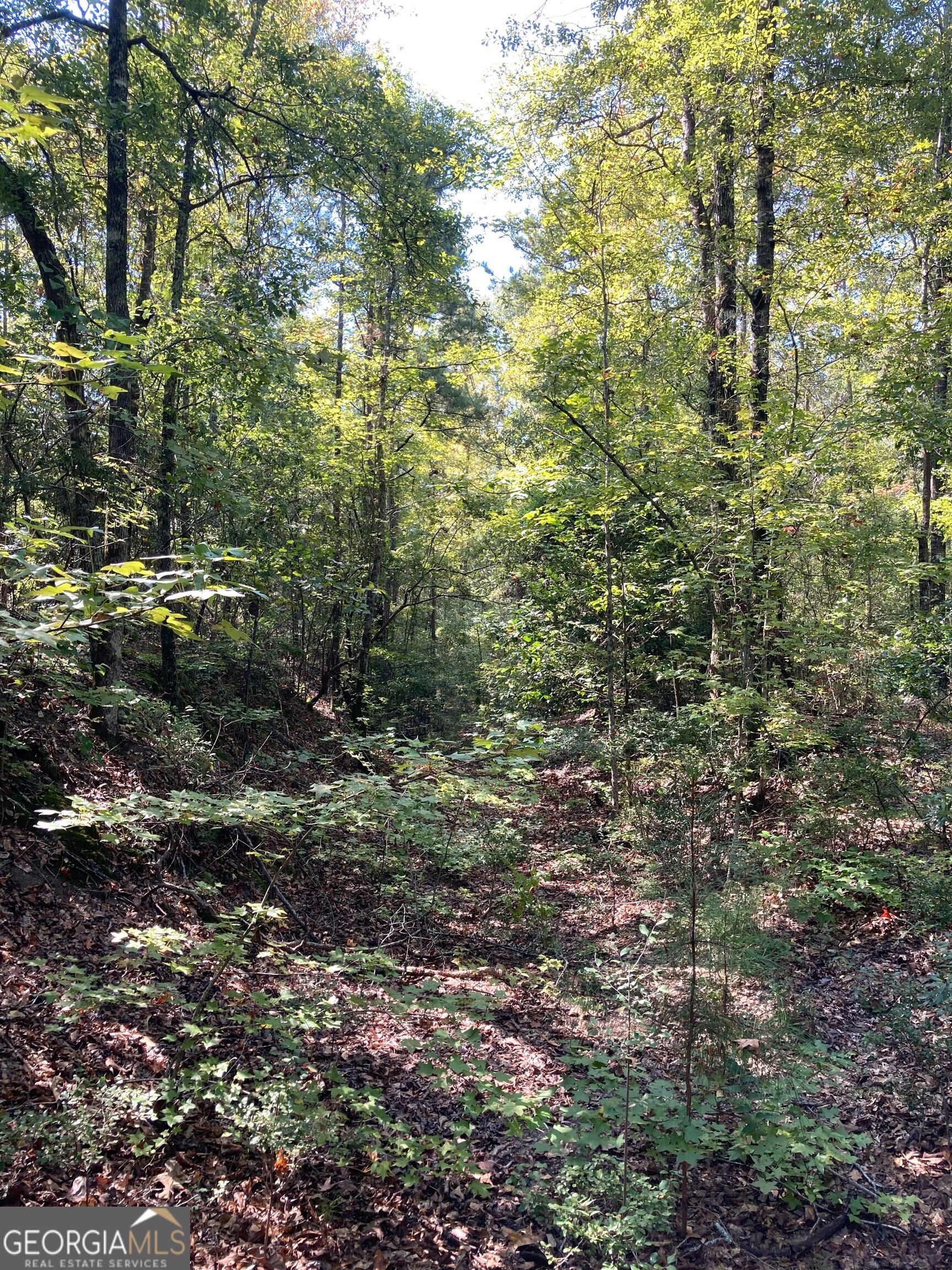 0 Firetower Road Cusseta, GA 31805 - Photo 11 of 18 a view of a yard with plants and large trees
