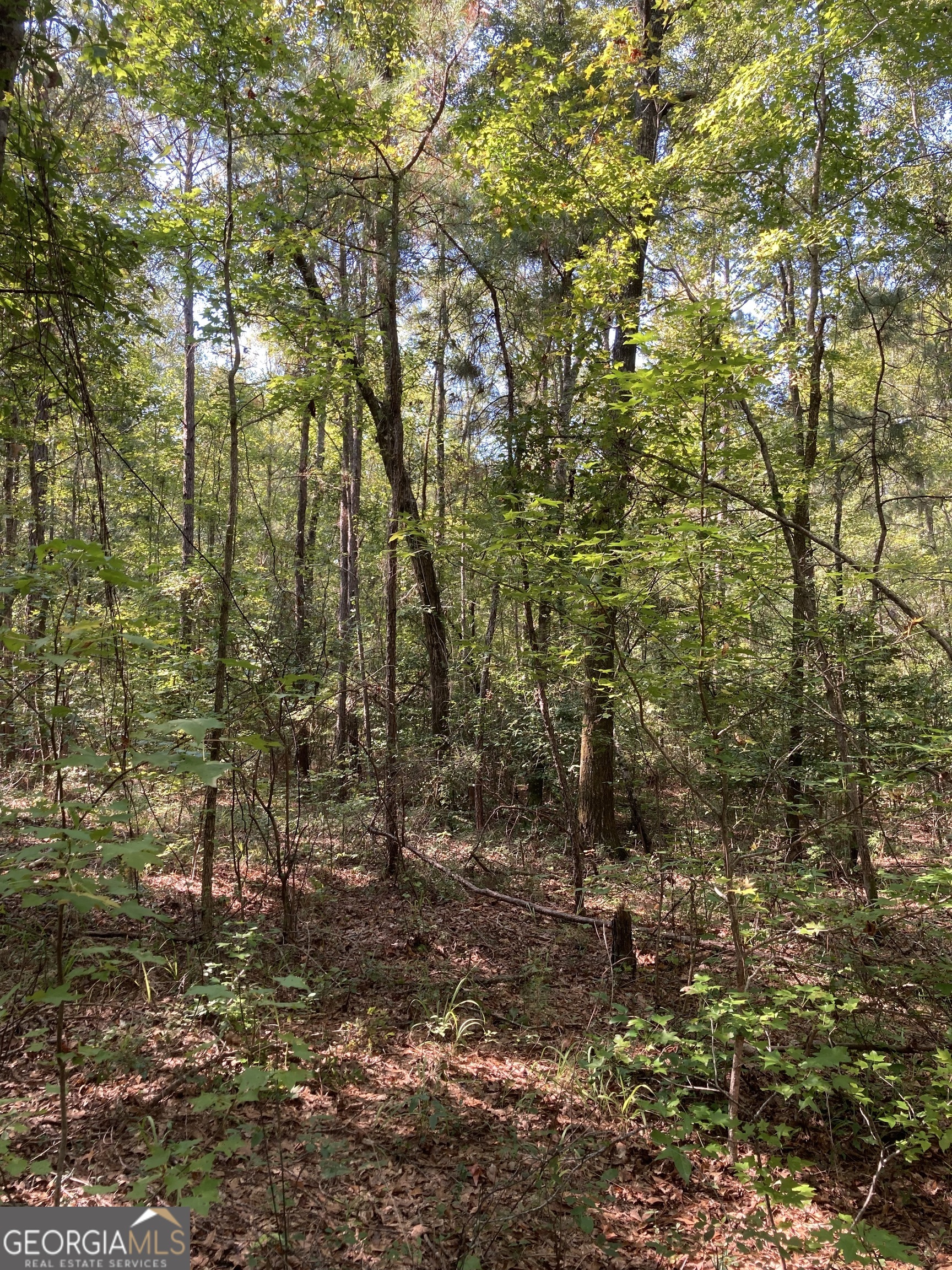 0 Firetower Road Cusseta, GA 31805 - Photo 13 of 18 a view of forest