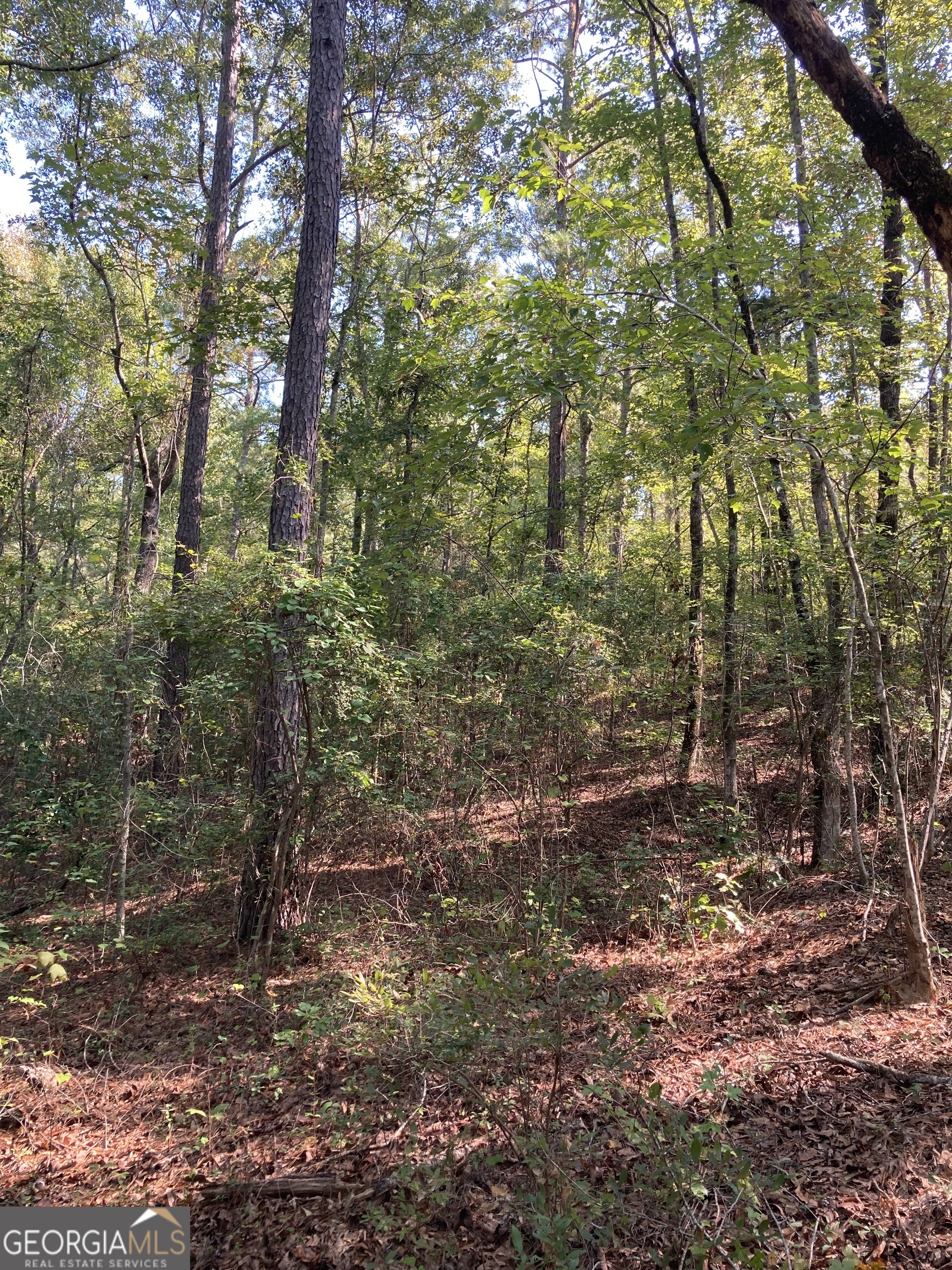 0 Firetower Road Cusseta, GA 31805 - Photo 16 of 18 a view of a forest with trees