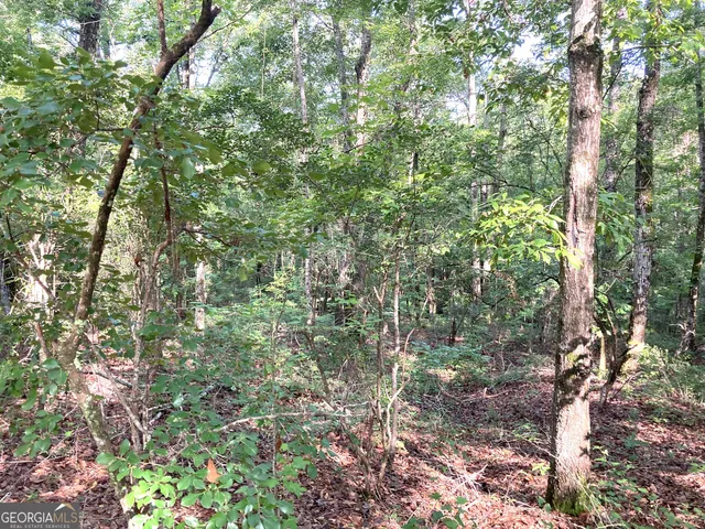 a view of a forest with lush green forest