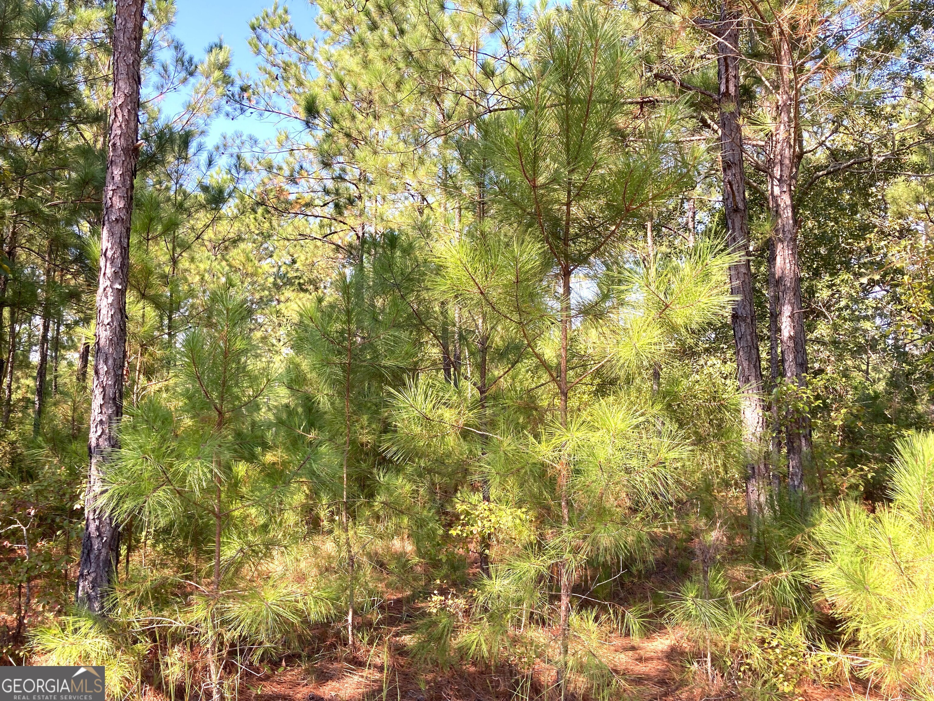 0 Firetower Road Cusseta, GA 31805 - Photo 4 of 18 a view of a tree in a yard