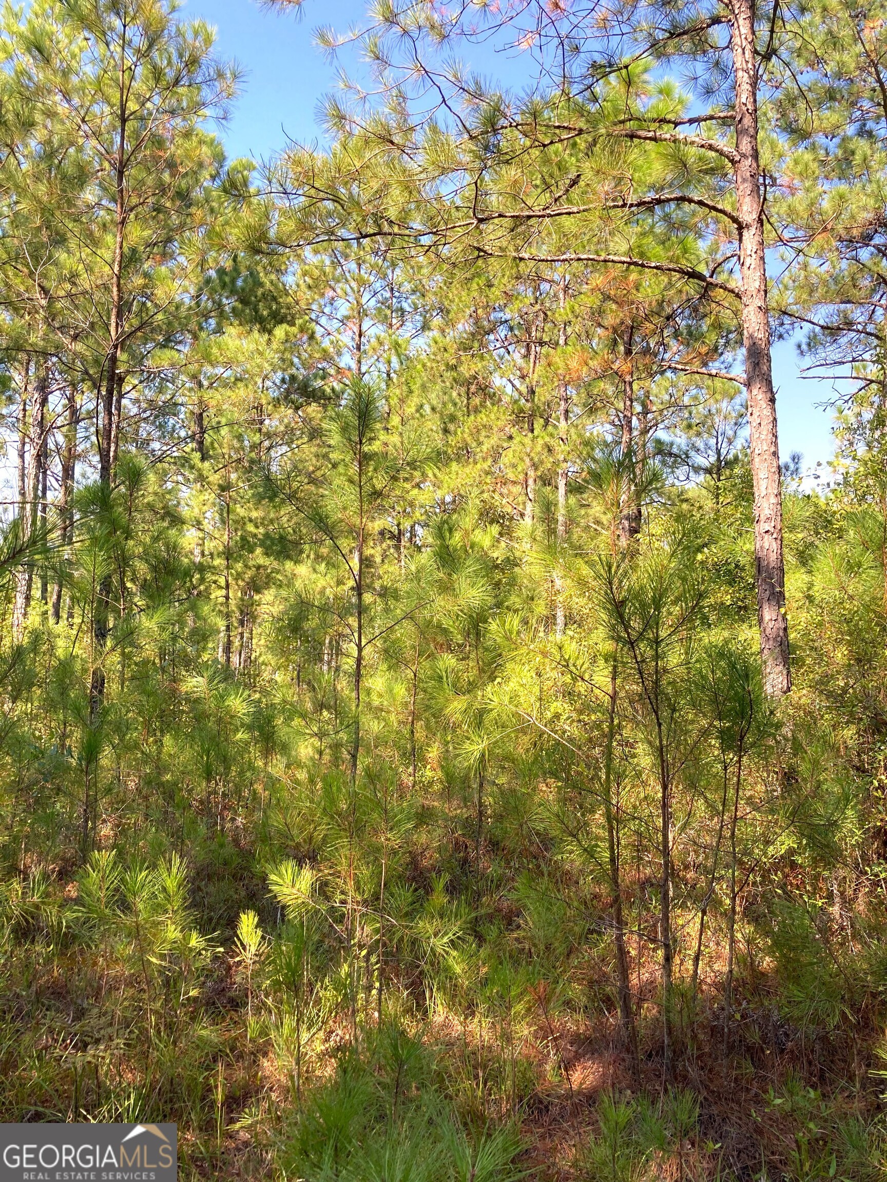 0 Firetower Road Cusseta, GA 31805 - Photo 5 of 18 a view of a yard