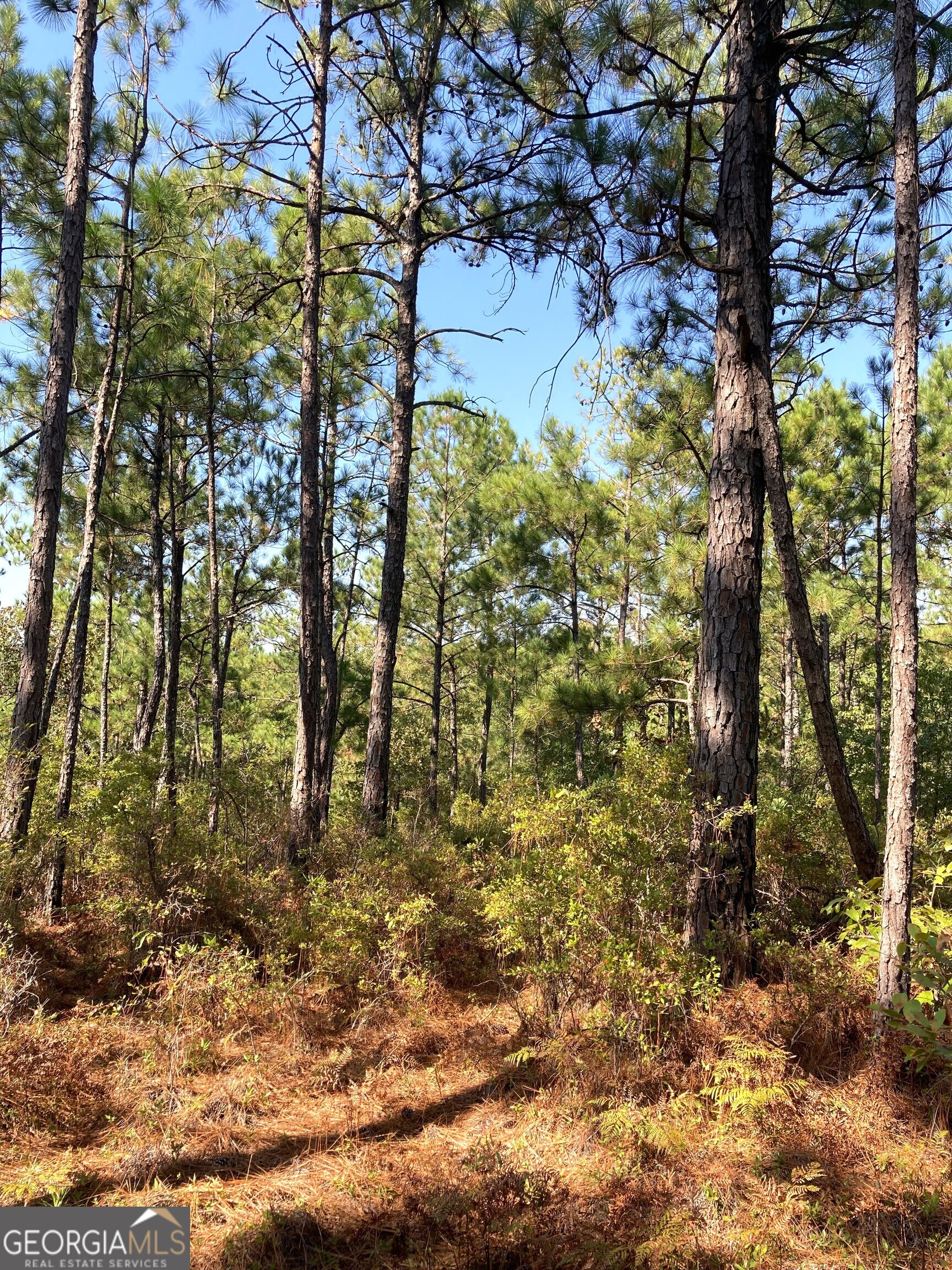 0 Firetower Road Cusseta, GA 31805 - Photo 7 of 18 a bird view of tree