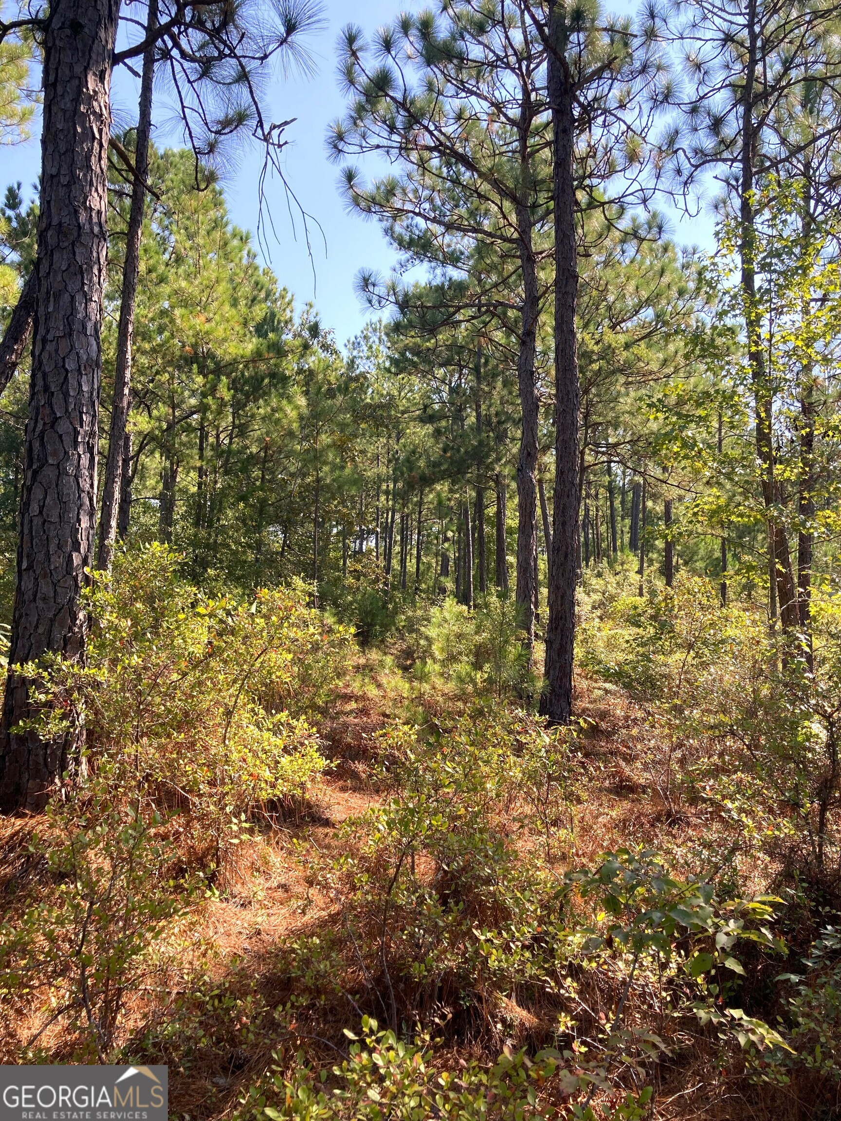 0 Firetower Road Cusseta, GA 31805 - Photo 8 of 18 a view of a yard with trees