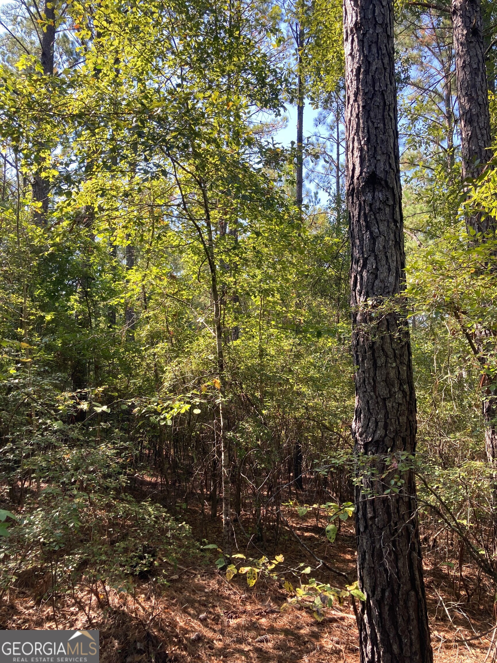 0 Firetower Road Cusseta, GA 31805 - Photo 9 of 18 a close up of a tree