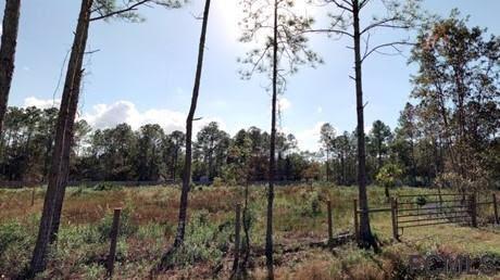 4425 Benedict Street Hastings, FL 32145 - Photo 1 of 1 a view of a forest filled with trees