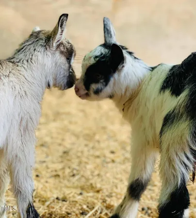 $2,400,000 | 144 Celebrity Dairy Way, Siler City, NC 27344