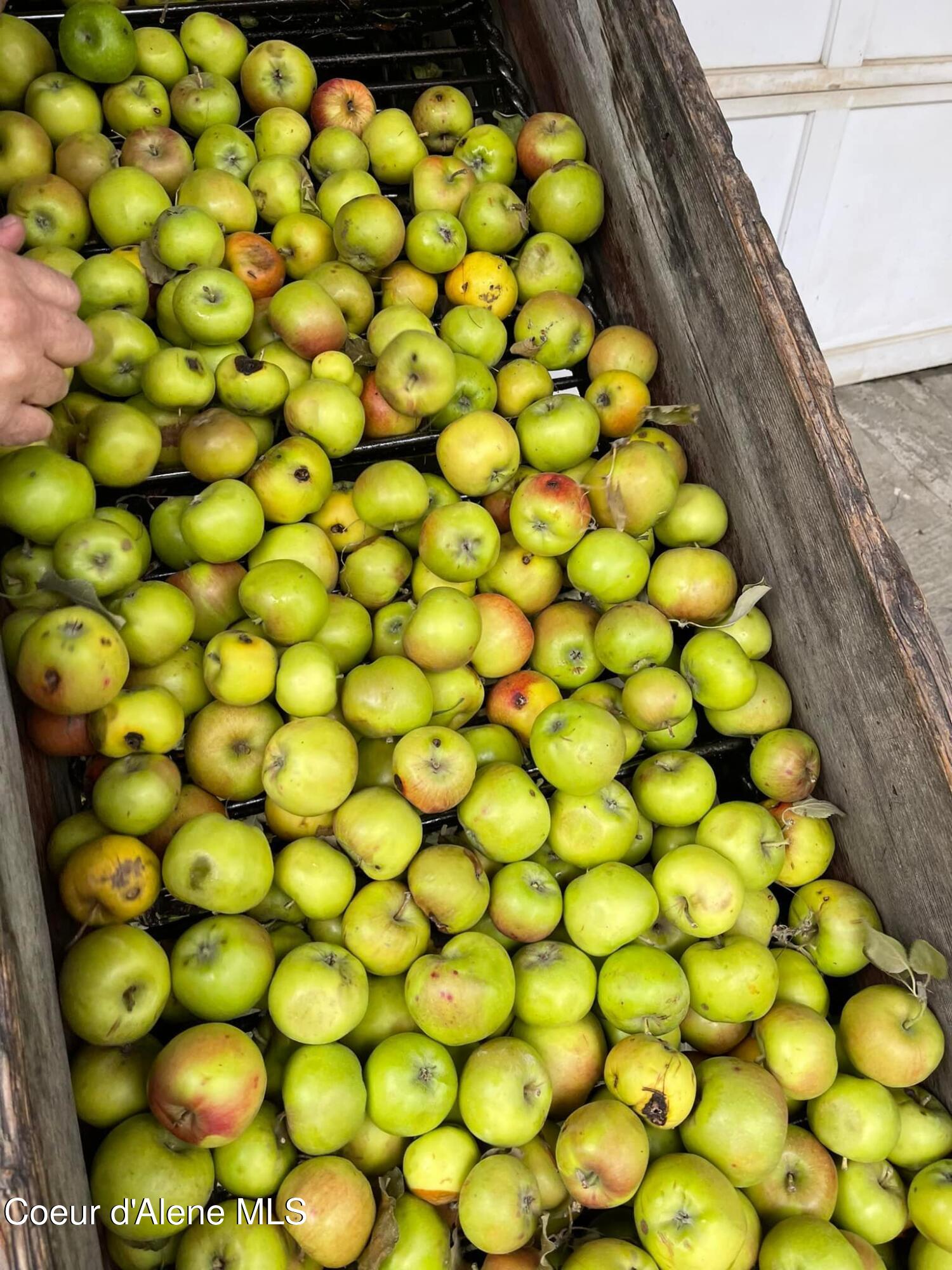 2447 Turner Hill Road Bonners Ferry, ID 83805 - Photo 45 of 107 3002 apples in hopper
