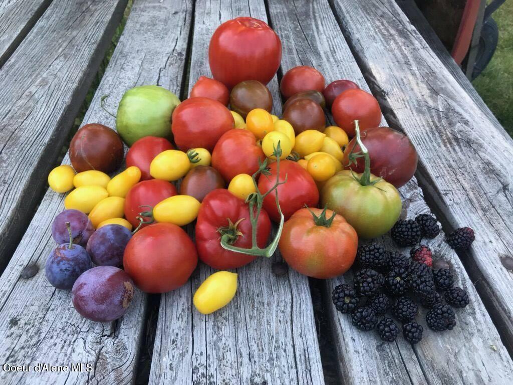 2447 Turner Hill Road Bonners Ferry, ID 83805 - Photo 48 of 107 garden harvest 2019