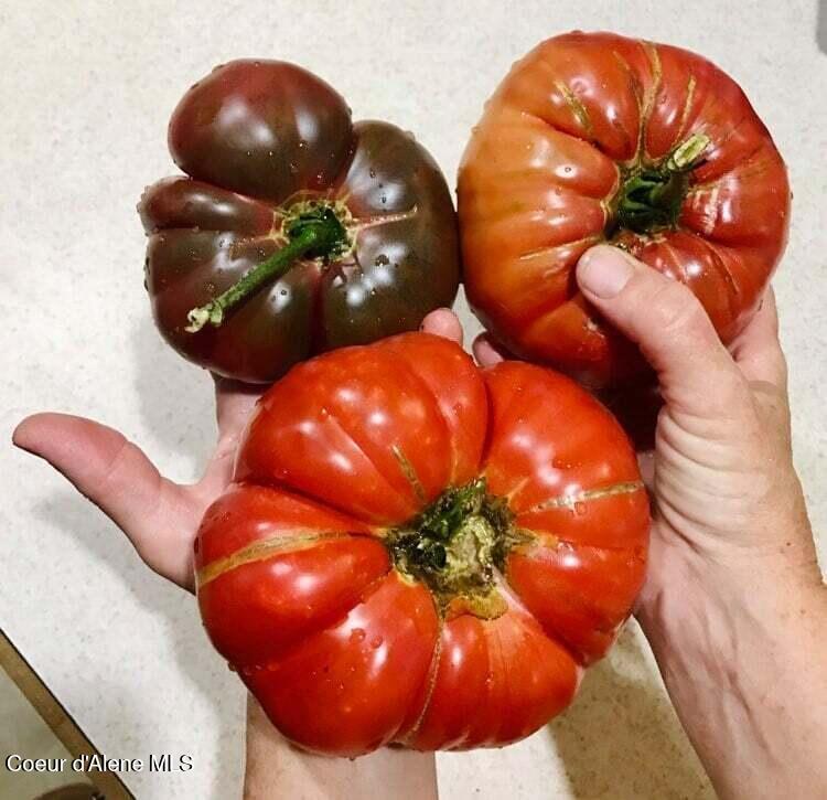 2447 Turner Hill Road Bonners Ferry, ID 83805 - Photo 49 of 107 garden huge tomatoes