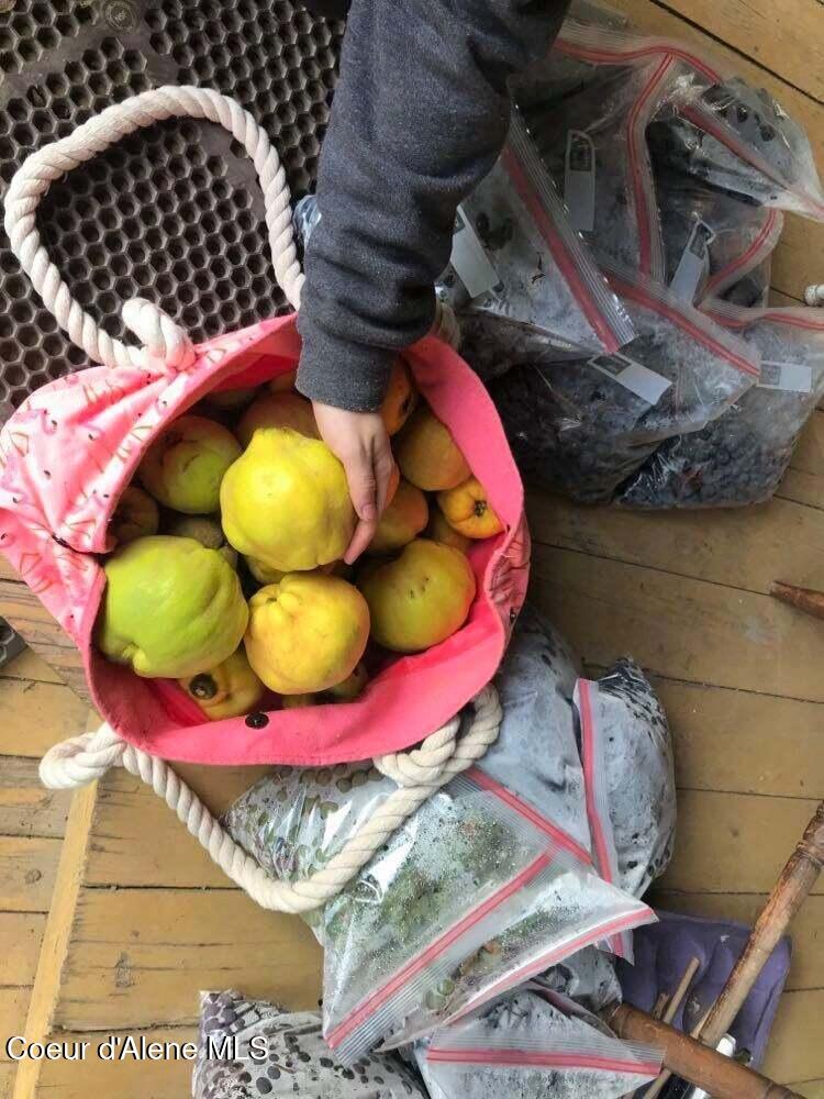 2447 Turner Hill Road Bonners Ferry, ID 83805 - Photo 50 of 107 garden Quince and Grapes 2021