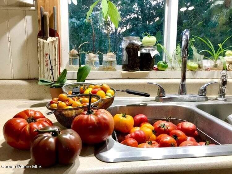 2447 Turner Hill Road Bonners Ferry, ID 83805 - Photo 53 of 107 garden tomato harvest