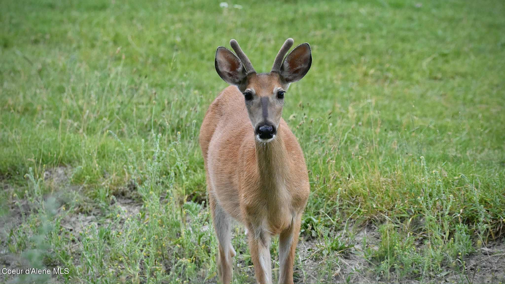 2447 Turner Hill Road Bonners Ferry, ID 83805 - Photo 67 of 107 Deer TH