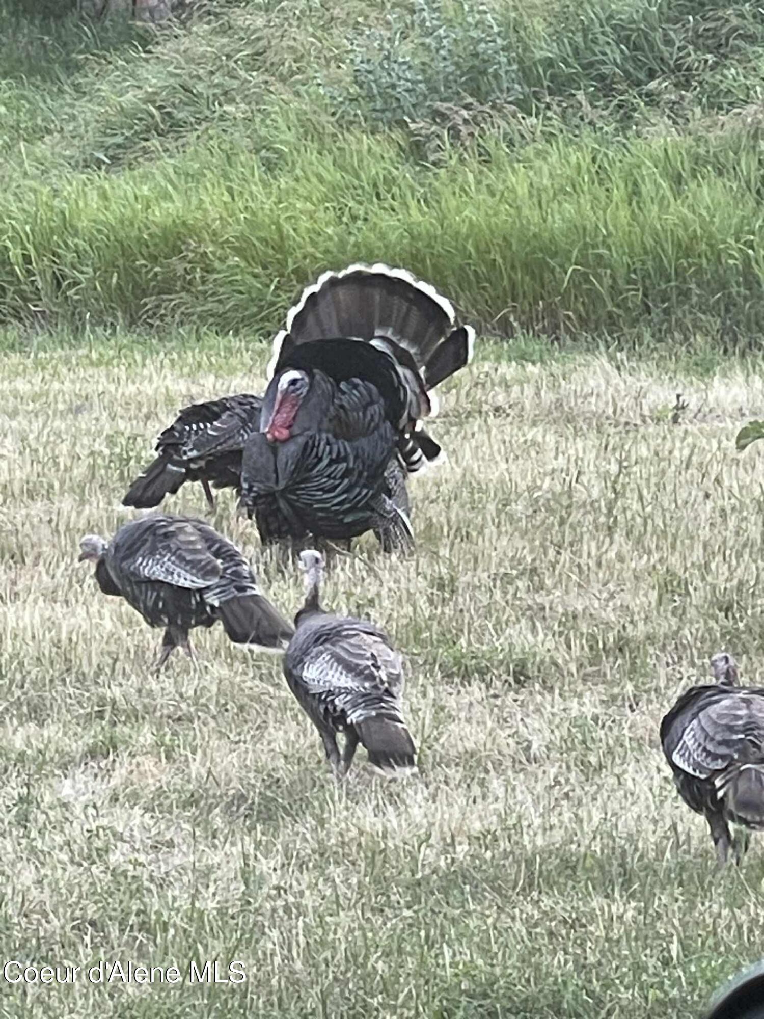 2447 Turner Hill Road Bonners Ferry, ID 83805 - Photo 69 of 107 Turkey TH