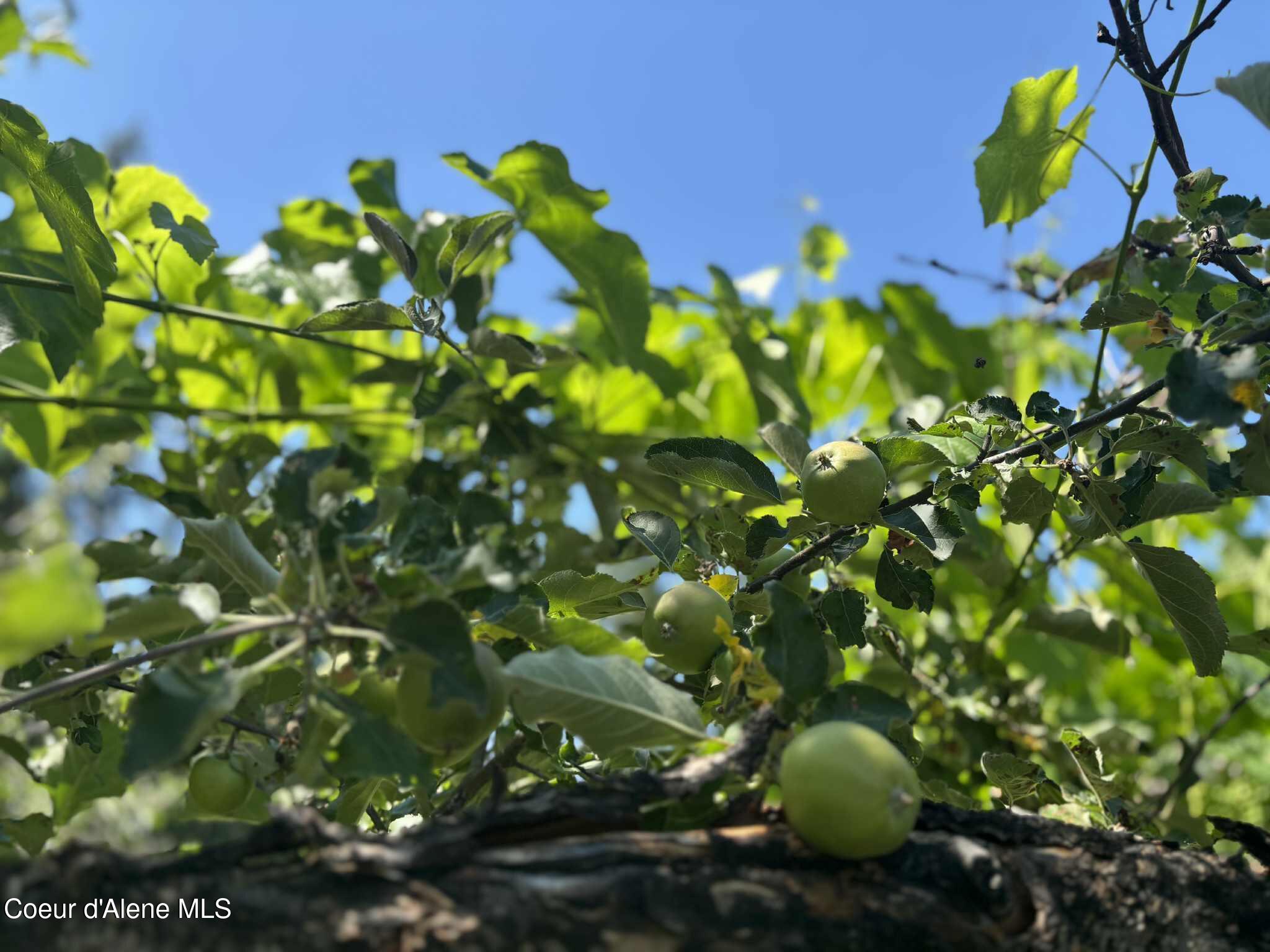 2447 Turner Hill Road Bonners Ferry, ID 83805 - Photo 71 of 107 apple 1