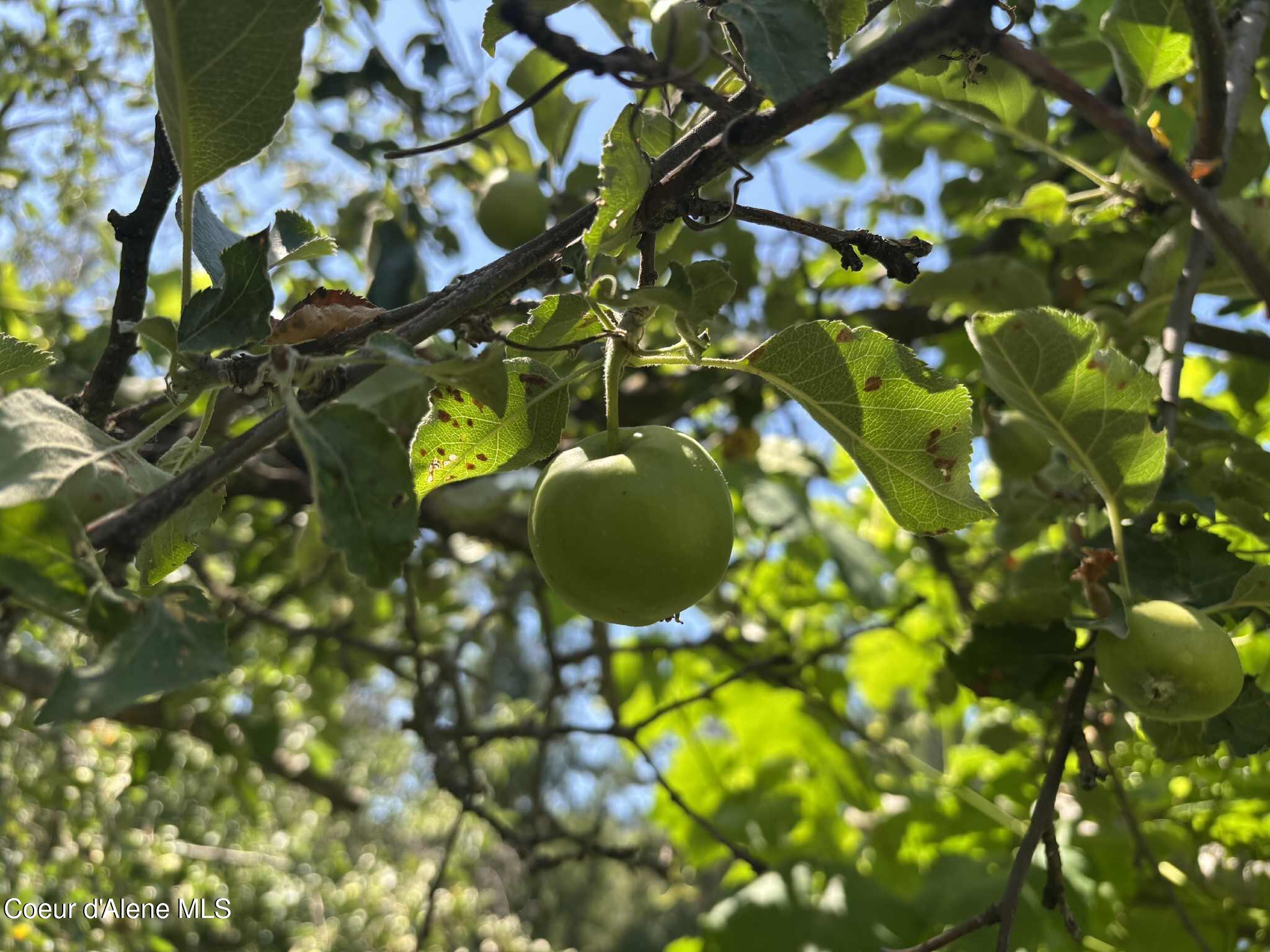 2447 Turner Hill Road Bonners Ferry, ID 83805 - Photo 72 of 107 apple