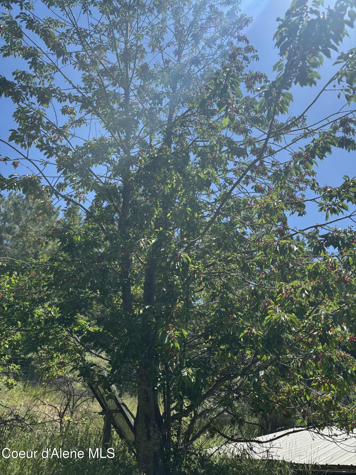 2447 Turner Hill Road Bonners Ferry, ID 83805 - Photo 76 of 107 cherry 2