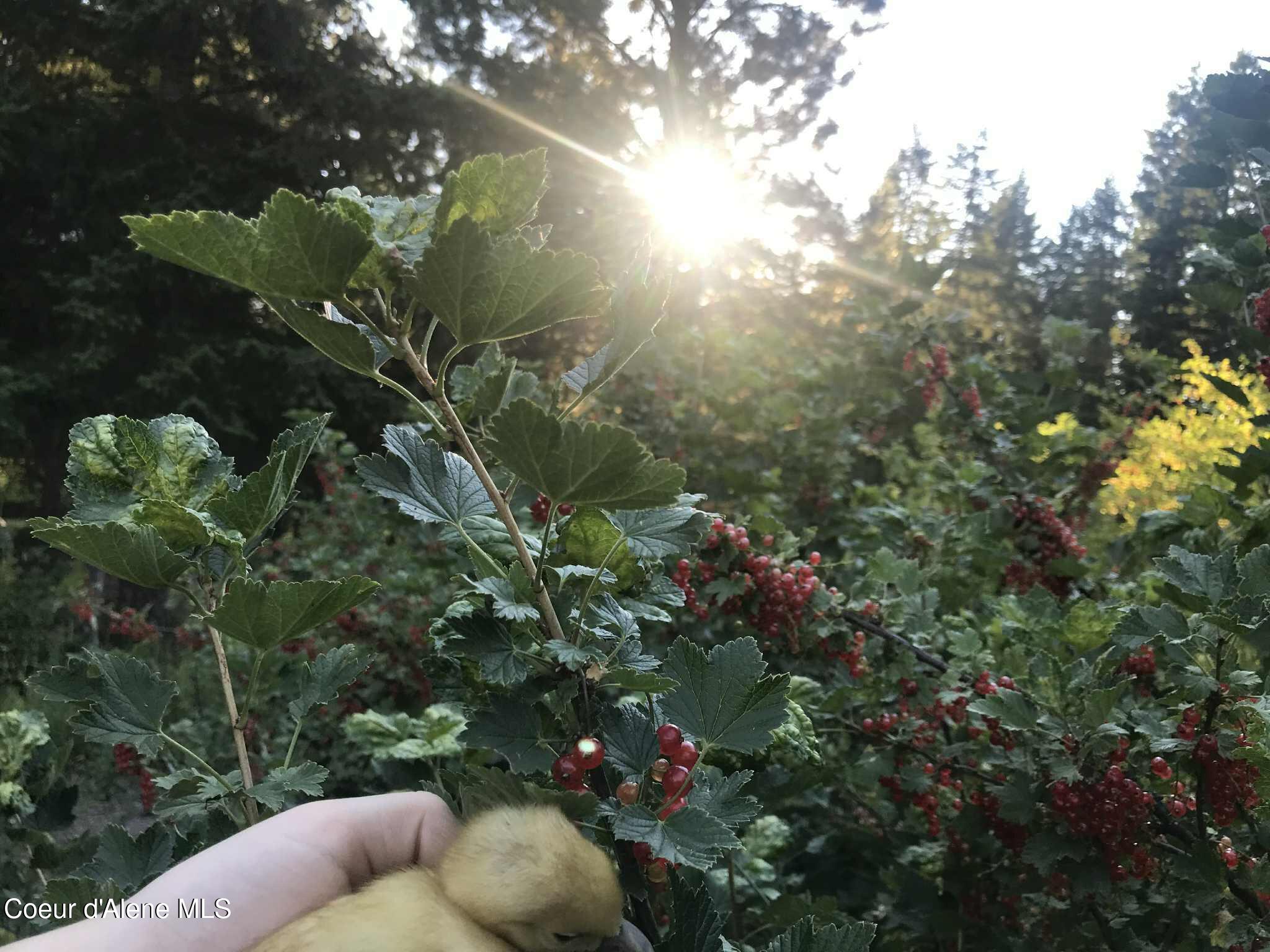 2447 Turner Hill Road Bonners Ferry, ID 83805 - Photo 78 of 107 currant 1