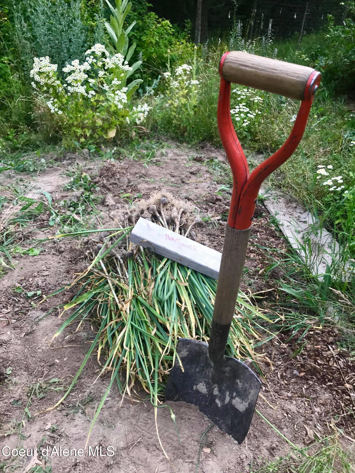 2447 Turner Hill Road Bonners Ferry, ID 83805 - Photo 79 of 107 garlic 1