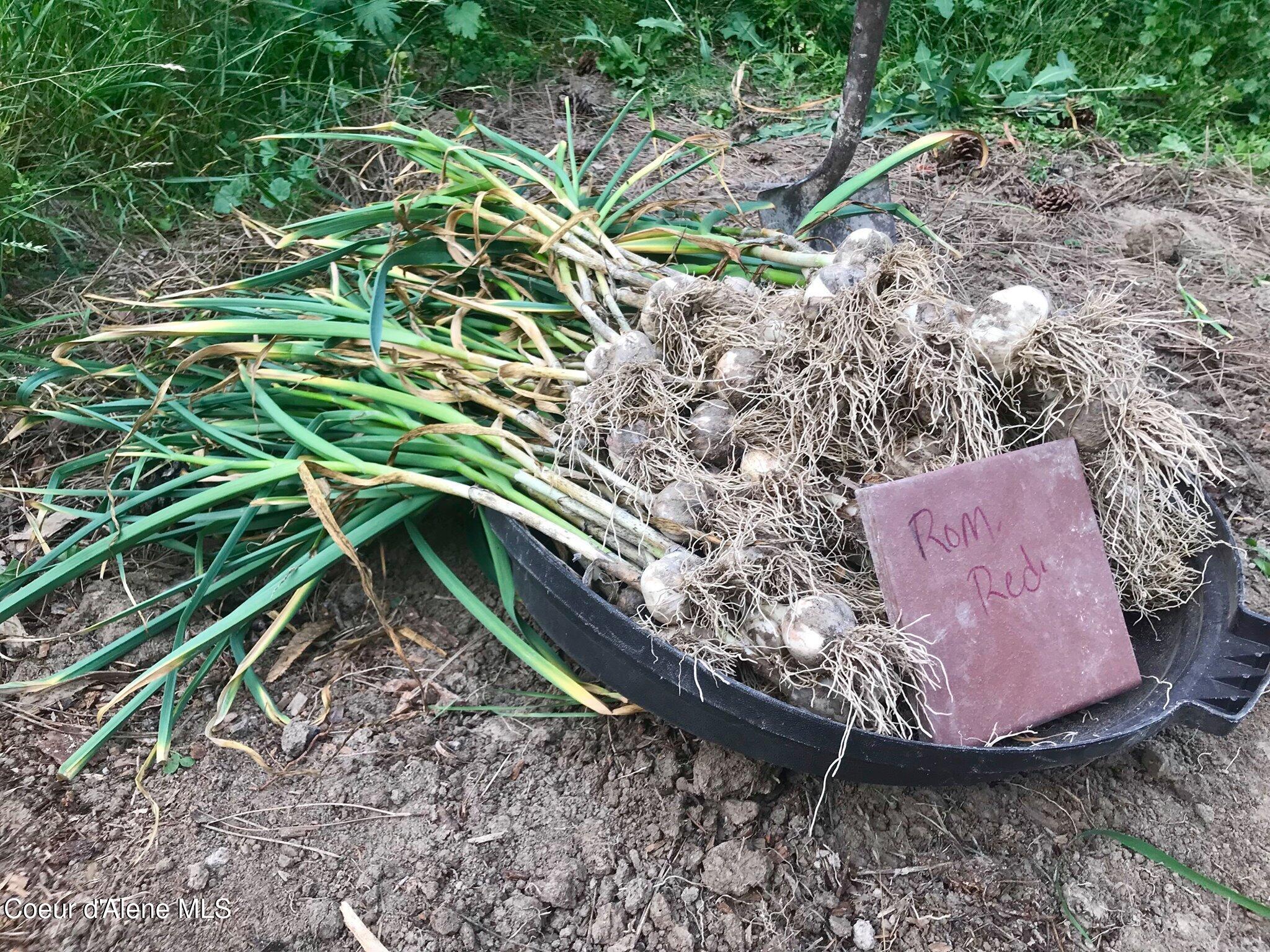 2447 Turner Hill Road Bonners Ferry, ID 83805 - Photo 80 of 107 garlic 2