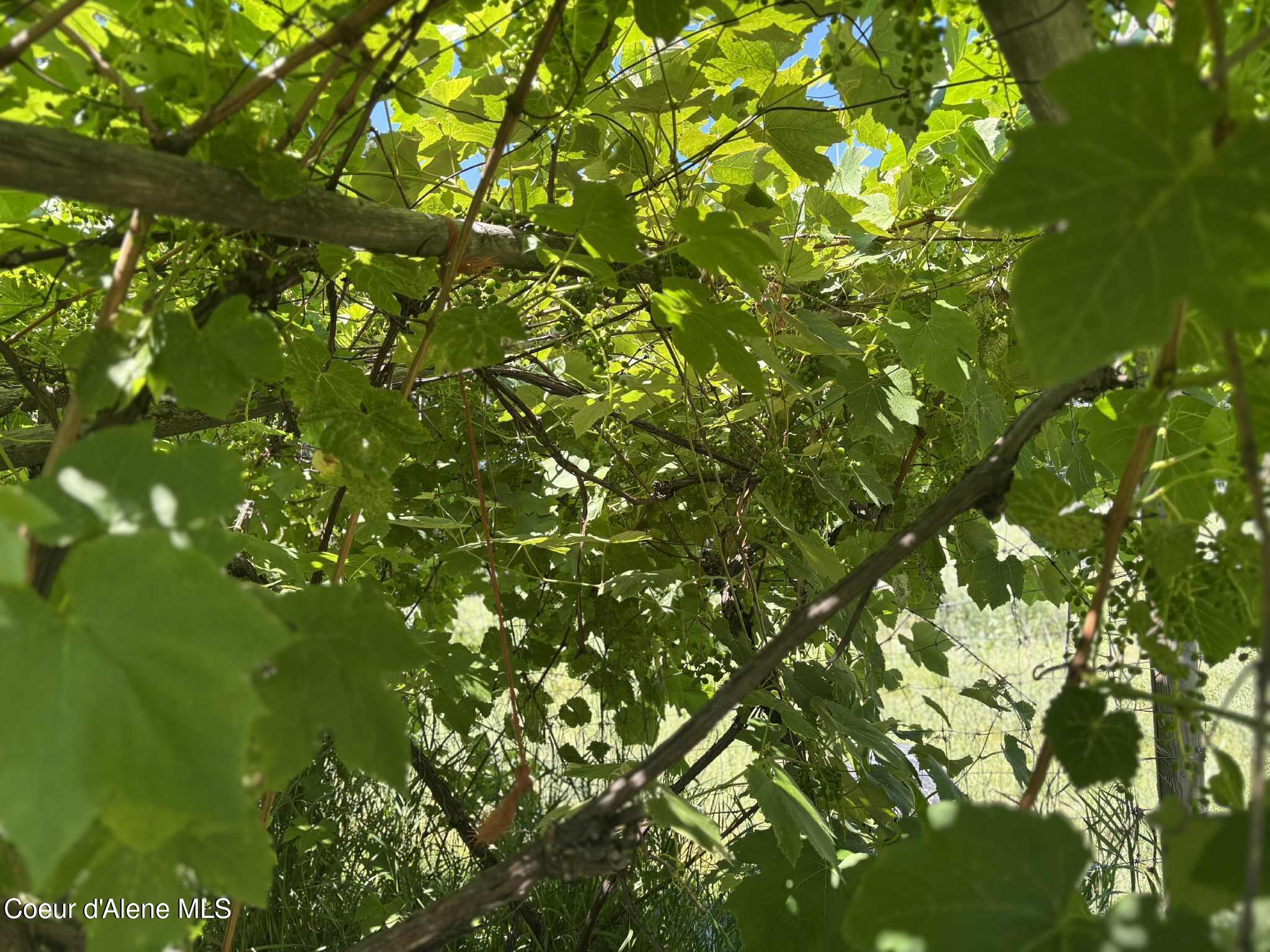 2447 Turner Hill Road Bonners Ferry, ID 83805 - Photo 86 of 107 grapes 2