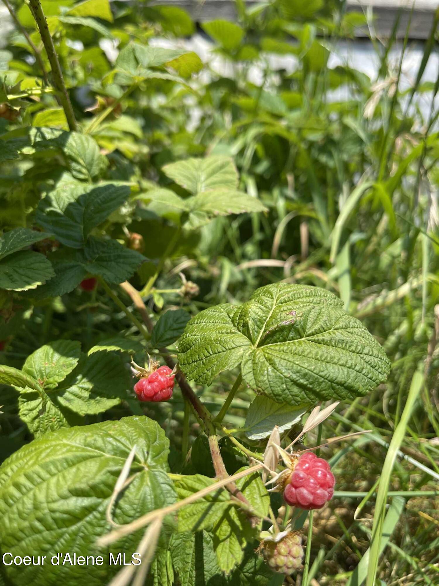 2447 Turner Hill Road Bonners Ferry, ID 83805 - Photo 95 of 107 red raspberry