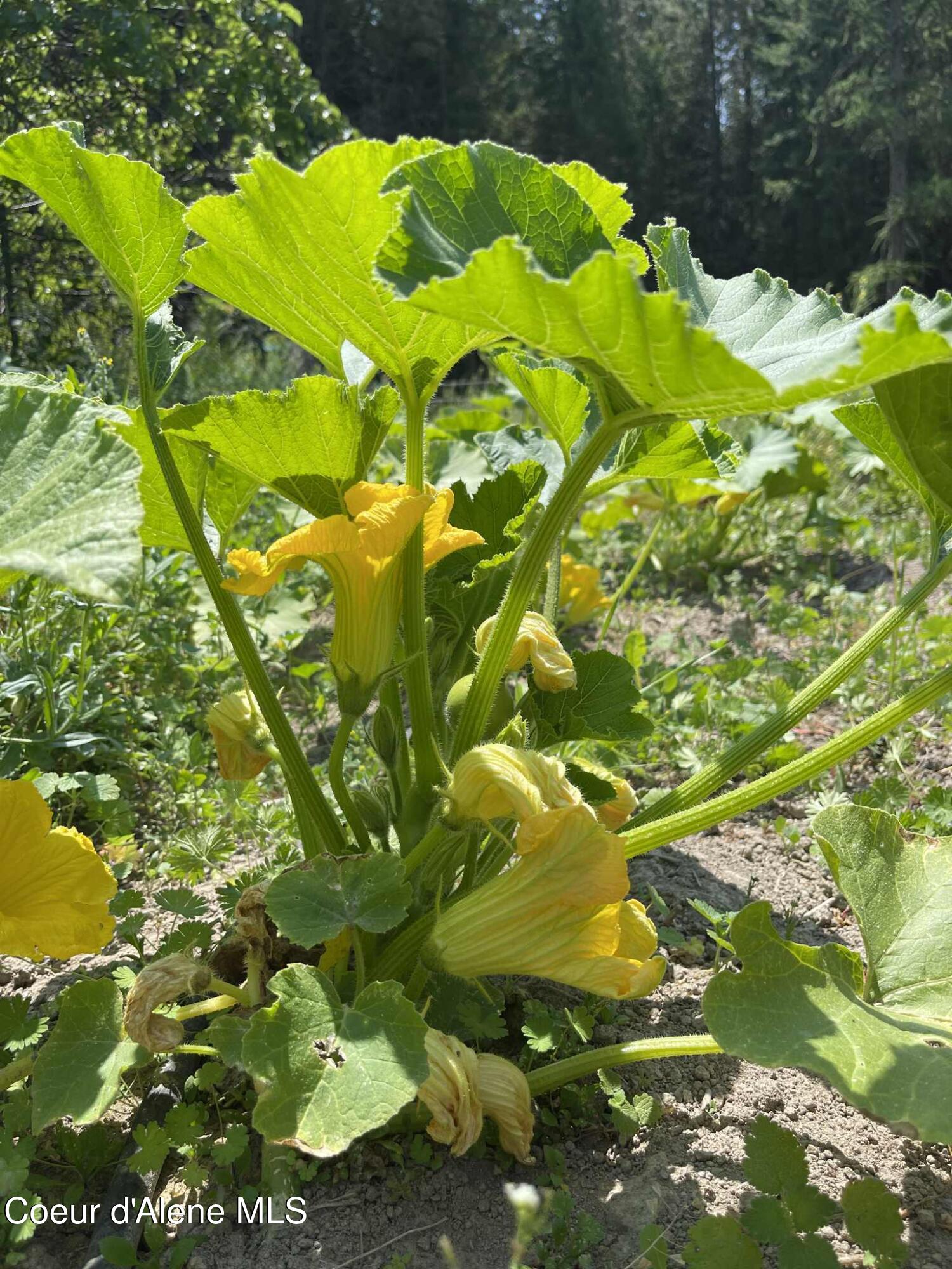 2447 Turner Hill Road Bonners Ferry, ID 83805 - Photo 96 of 107 squash