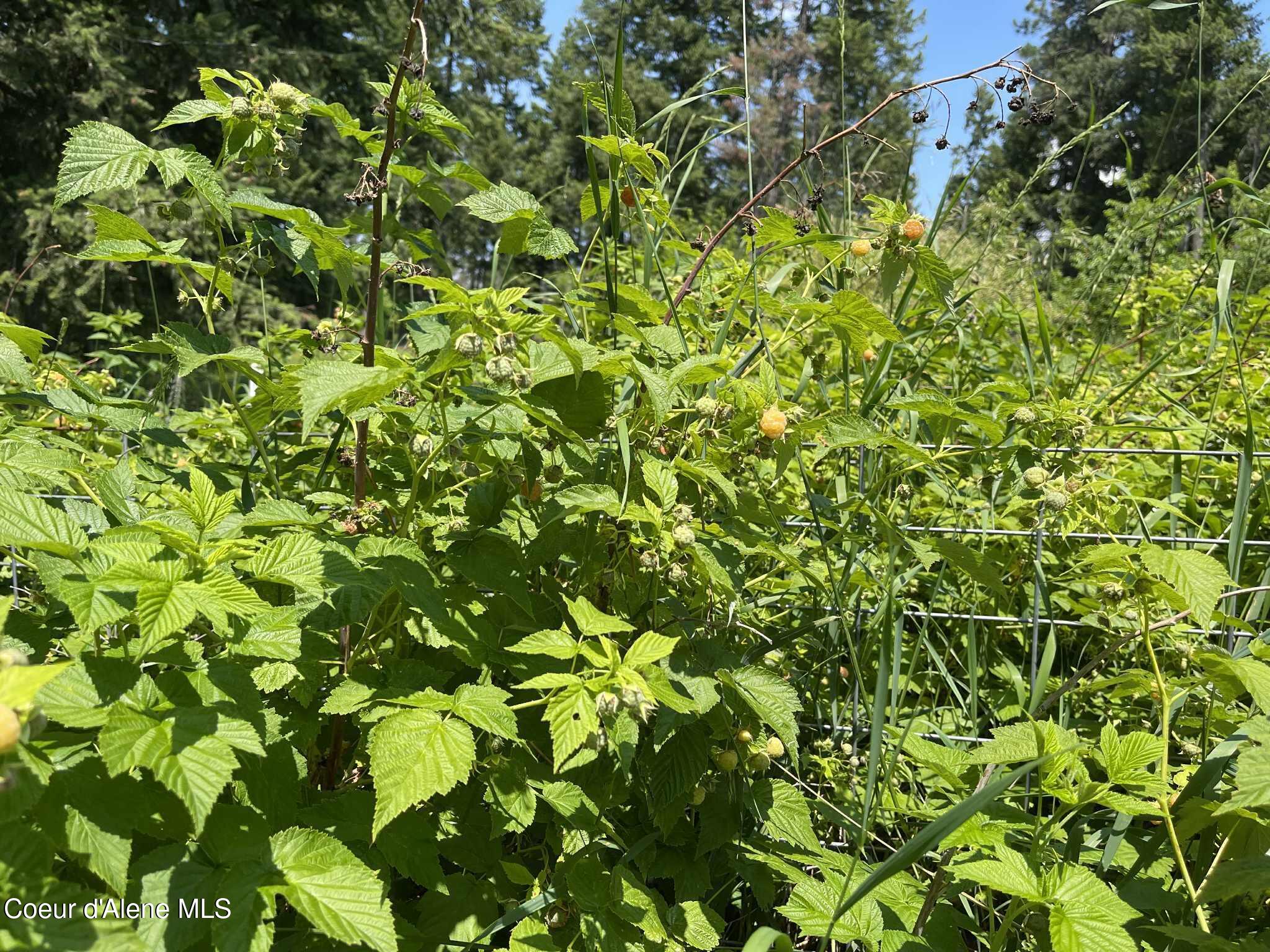 2447 Turner Hill Road Bonners Ferry, ID 83805 - Photo 99 of 107 yellow raspberry