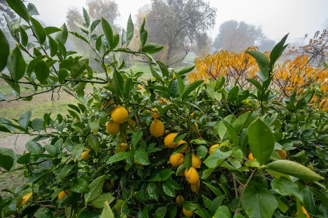 $1,549,000 | 3181 Ditmars Lane, Loomis, CA 95650