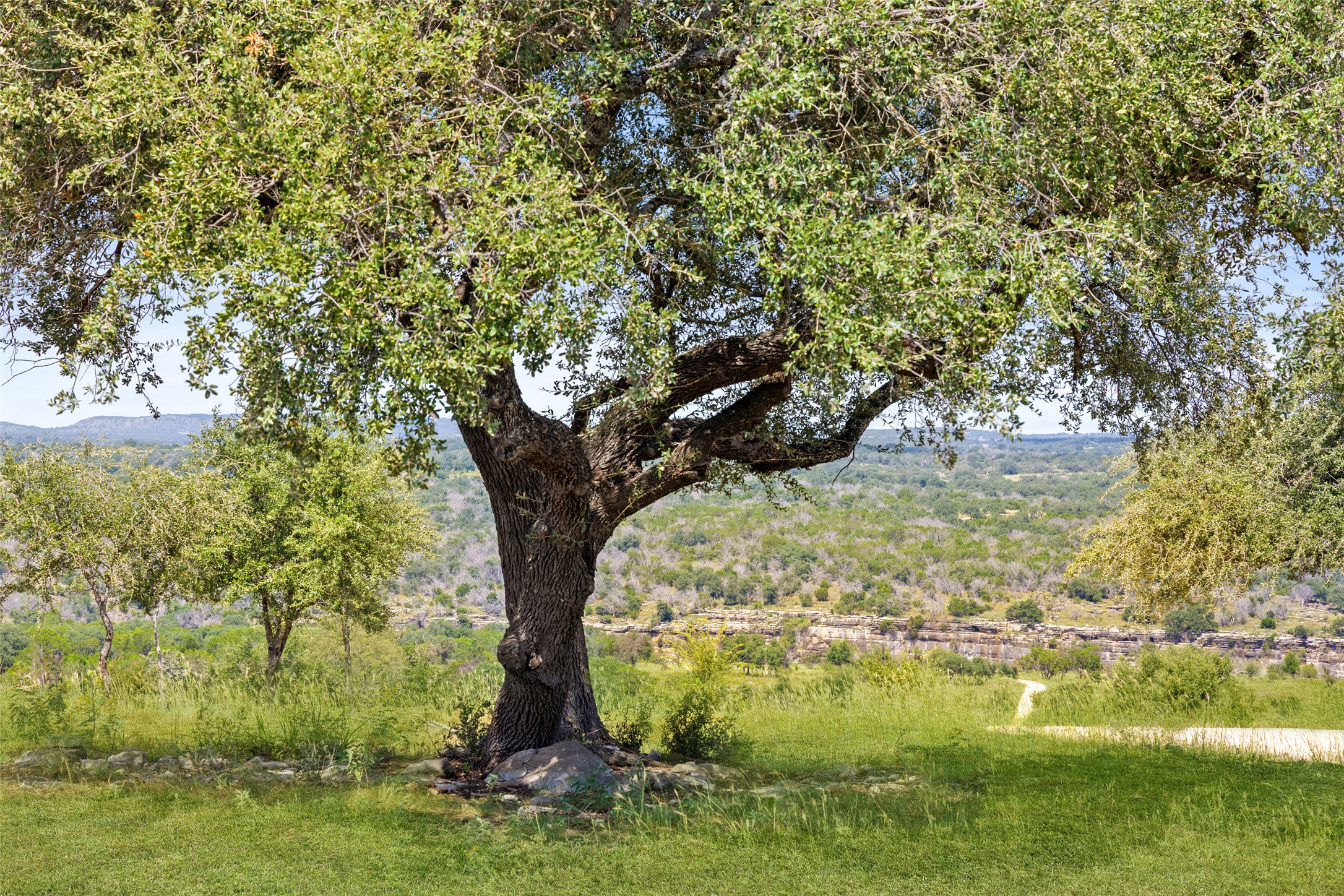 960 Gibson Road Johnson City, TX 78636 - Photo 19 of 19 A majestic oak tree frames a sweeping vista of rolling hills and natural landscapes.