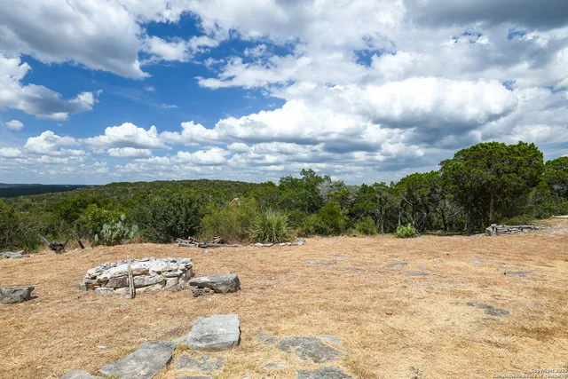a view of a forest that has a tree
