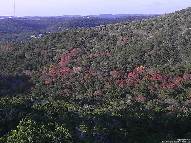 a view of a tree in a room