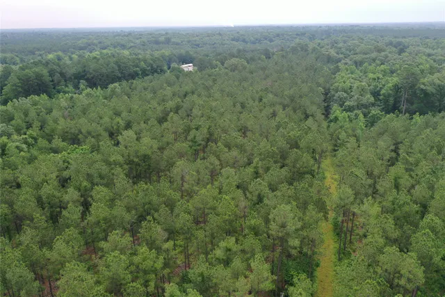 a view of a lush green forest with trees and some houses