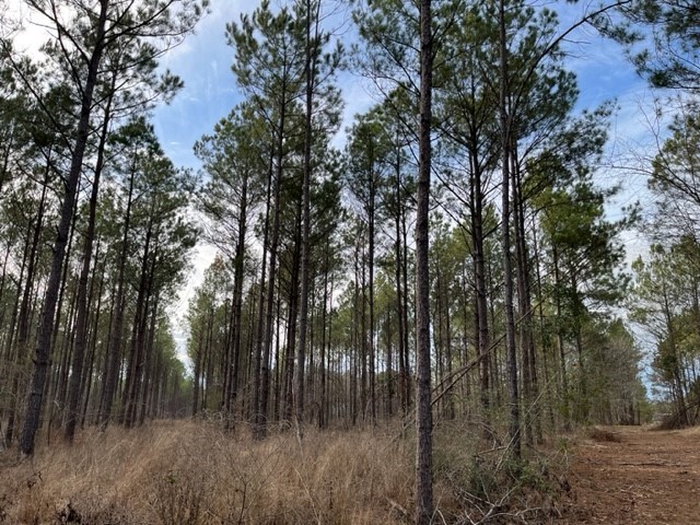Tract 2-strickland Tract 2-strickland Fox Hunting Road Waskom, TX 75692 - Photo 8 of 8 a view of forest