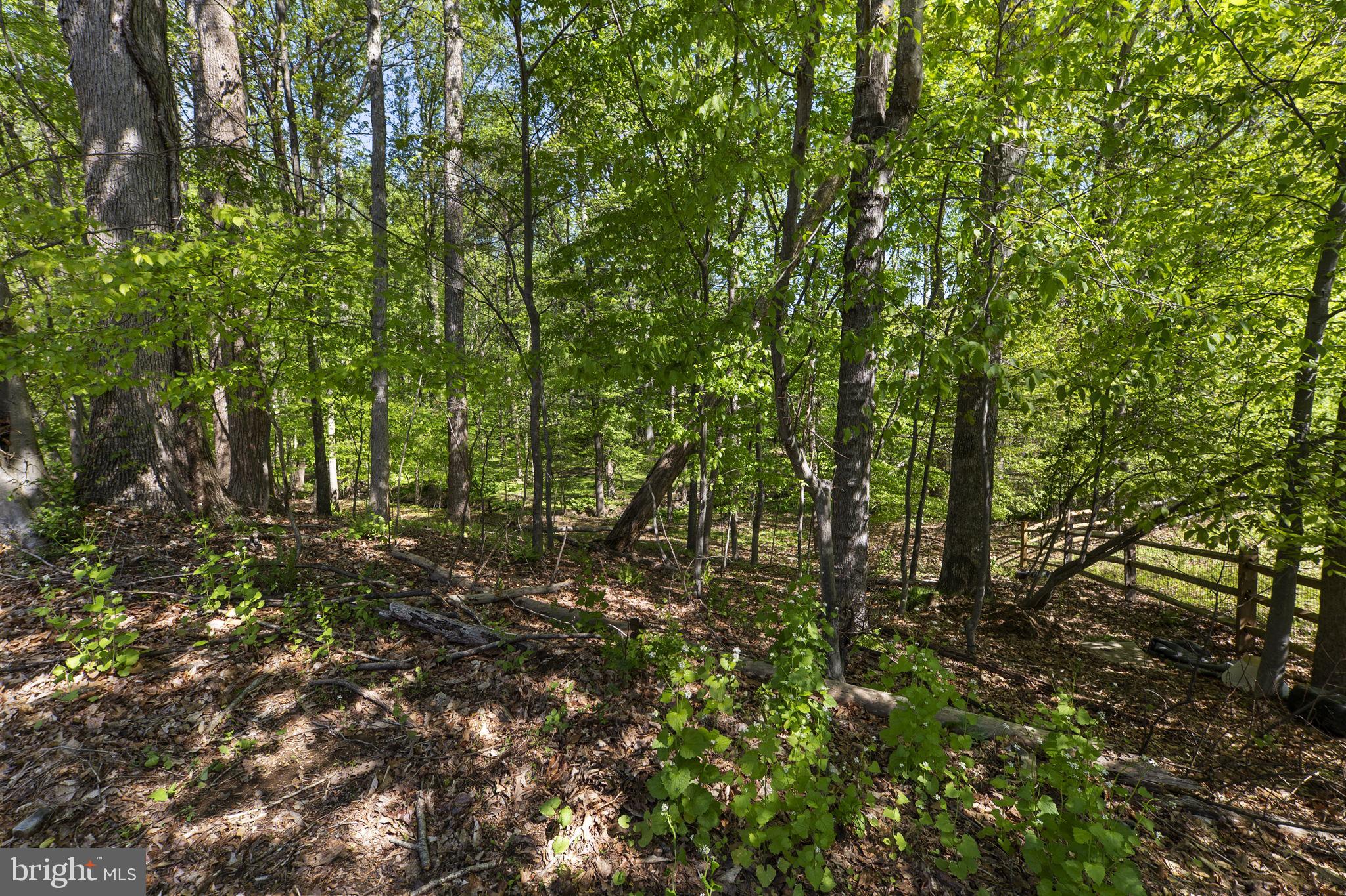 3514 Corn Stream Road Randallstown, MD 21133 - Photo 43 of 44 a view of a forest