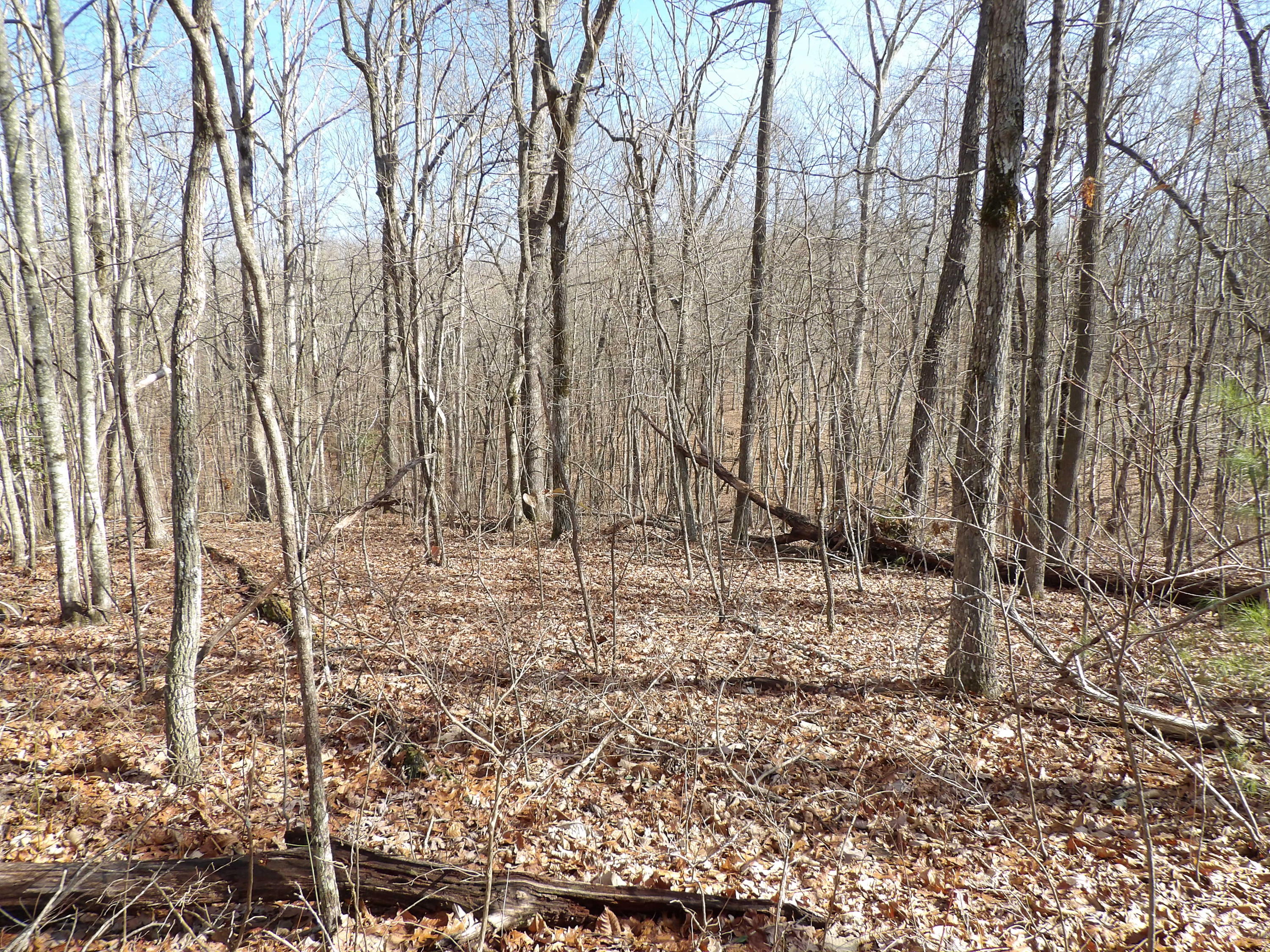 0 Pine Ave Spring, Unit 7 Spring City, TN 37381 - Photo 3 of 10 100_0577