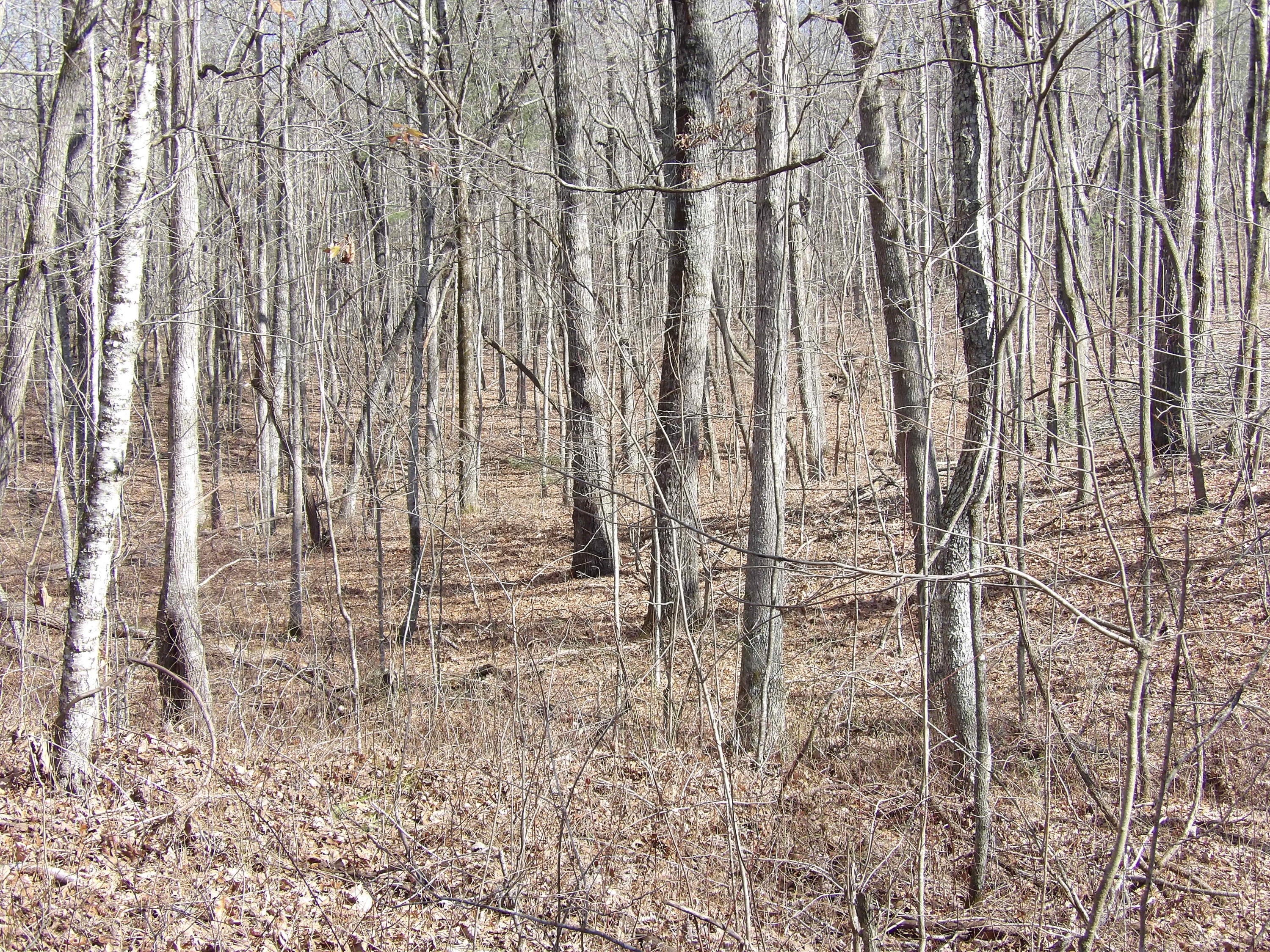 0 Pine Ave Spring, Unit 7 Spring City, TN 37381 - Photo 7 of 10 100_0581