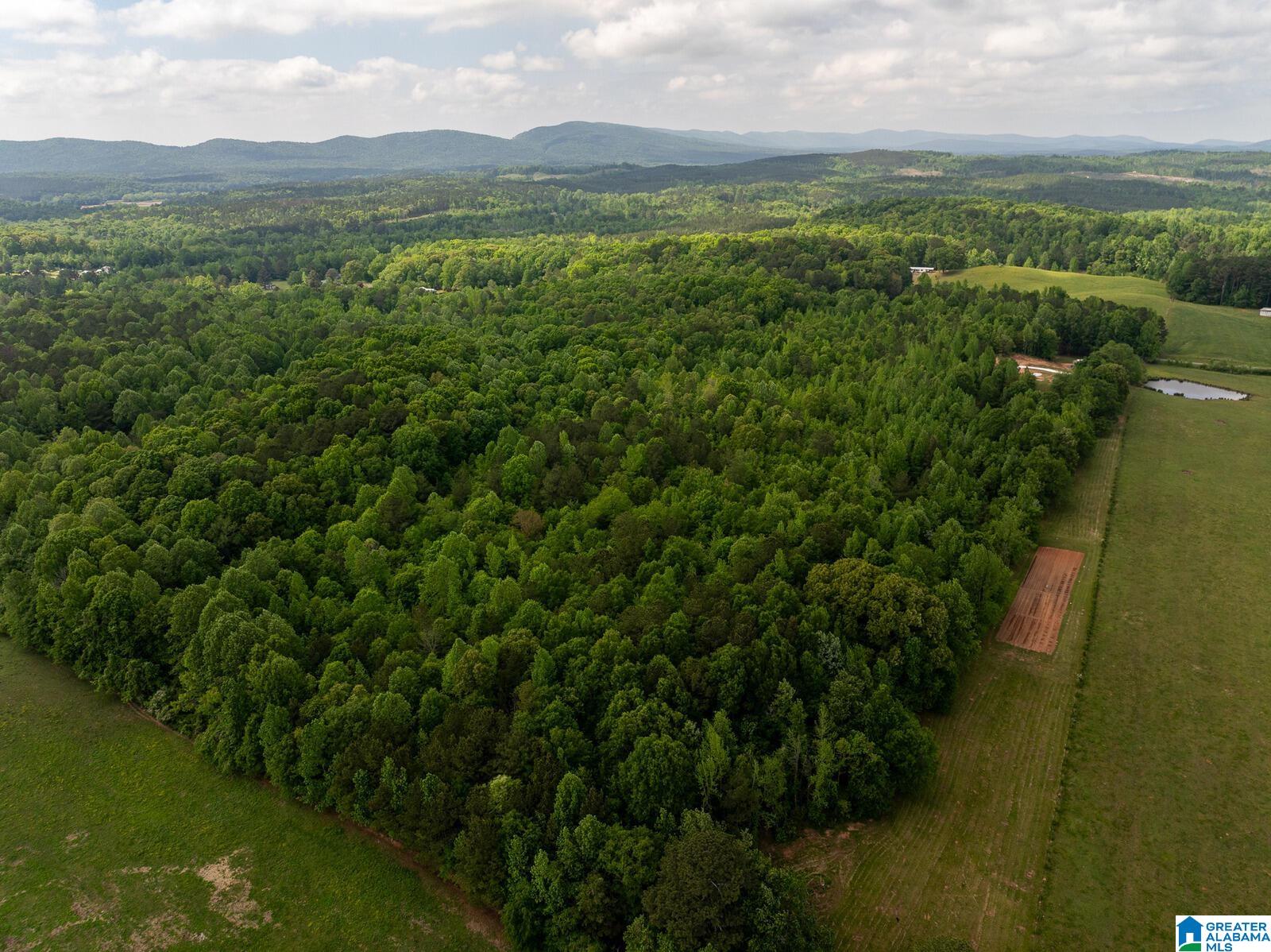 0 Shady Grove Road Goodwater, AL 35072 - Photo 9 of 17