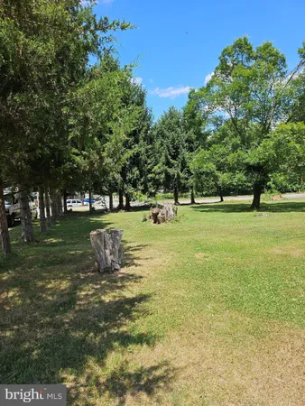 a view of a trees in a park