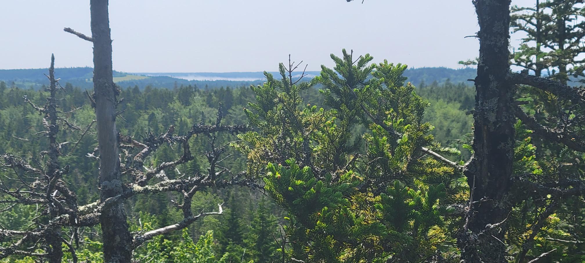 Lot 84 Duck Cove Road Roque Bluffs, ME 04654 - Photo 4 of 24 20230712_133905